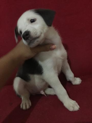 Cachorro VIRA-LATA para adoção