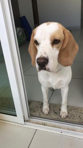 Doação Beagle com um ano e meio