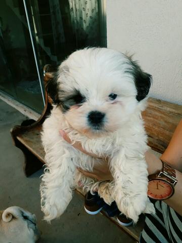 Lhasa apso
