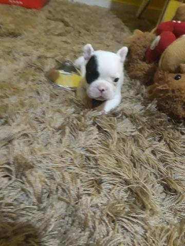 Lindo bulldog francês esperando por vc
