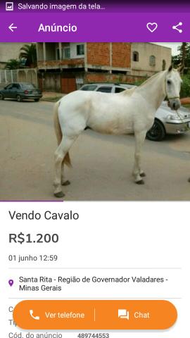 Cavalo