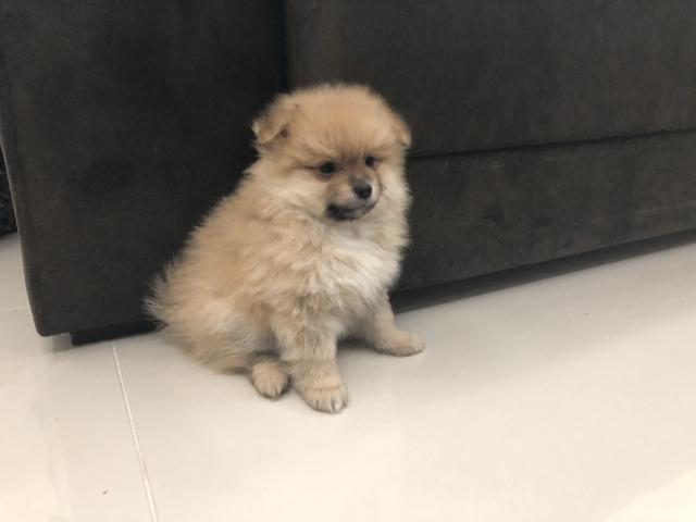 Lulu da pomerania macho disponível (spitz alemão)