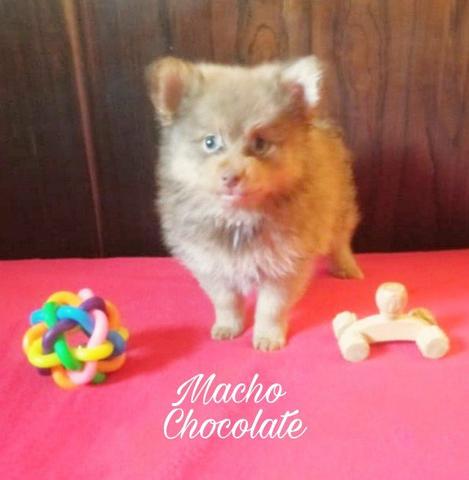 Macho Chocolate Raridade!