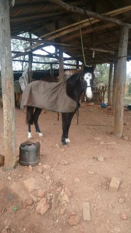 Potro zaino negro