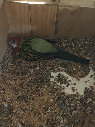 Vendo casal de roselas