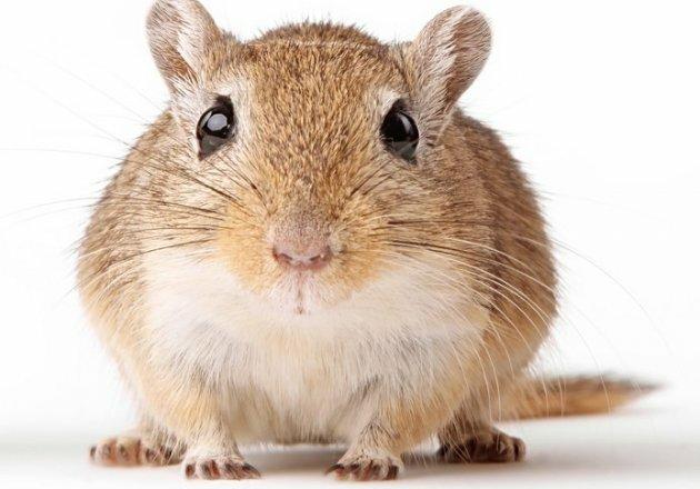 Gerbils & Anão Russos.Venda permanente!