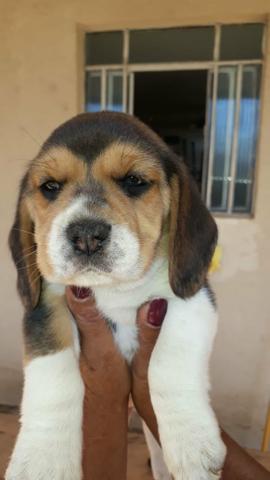 Imperdível Beagle Macho