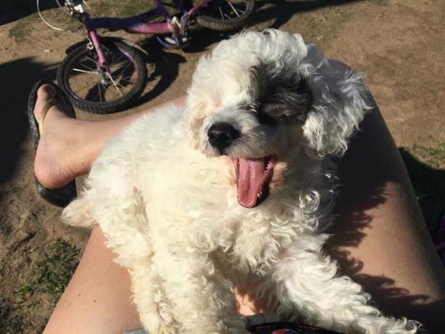 Pra pegar amanha cedo femea de poodle ler anuncio