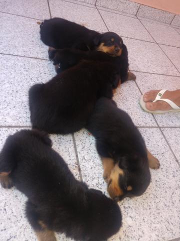 Vendo Rottweiler ja Comendo Racao