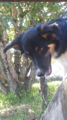 Border Collie *Doação