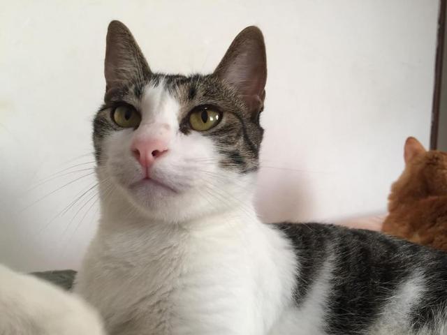 Gato macho 1 ano, castrado vermifugado e vacinado