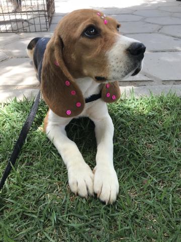 Beagle