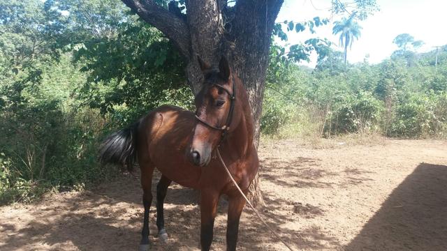 Meio sangue mangalarga Machado pra vender hoje!!!