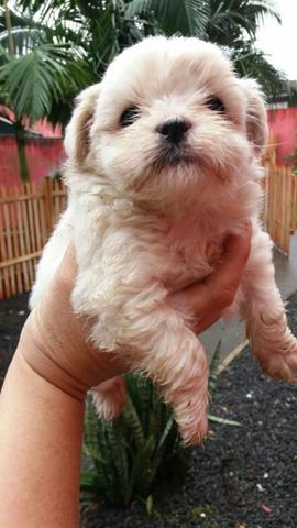 Shih Tzu nasceu 