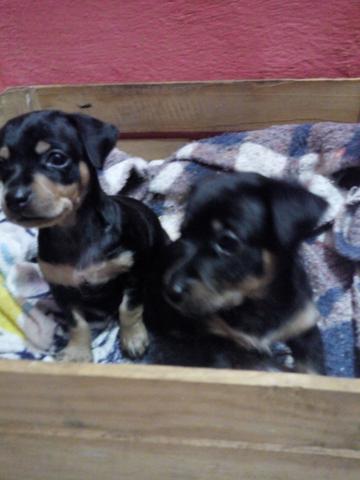 Vende-se pinscher