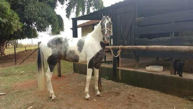 Cavalo Paulista 4 anos