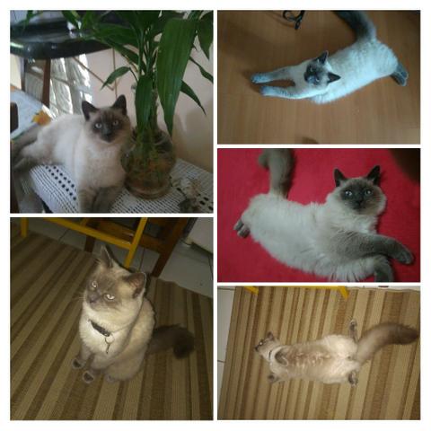 Gatinho desaparecido