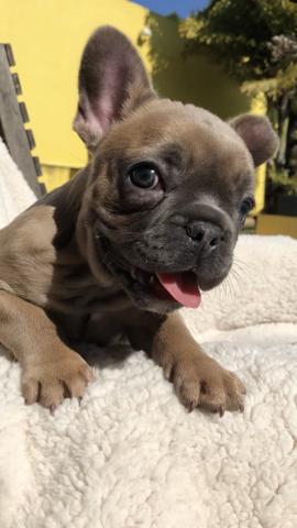 Linda Fêmea de Bulldogue Francês exótica