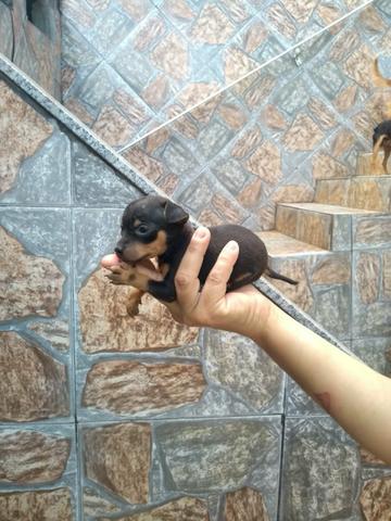 Pinscher com 36 dias