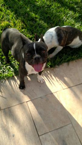 Bulldog francês