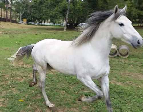 Cavalo Mangalarga Mineiro - Marchador.