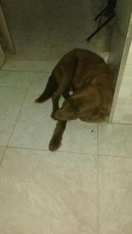 Pra dotar. tem. 8 meis misturado. com labrador com golde