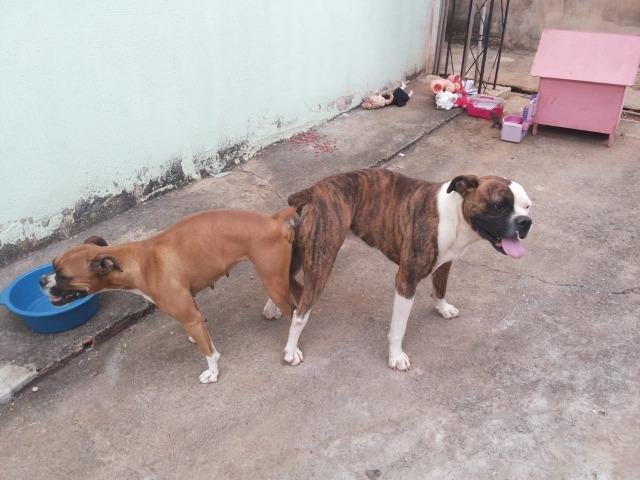 Disponível para cruza, legítimo representante da raça