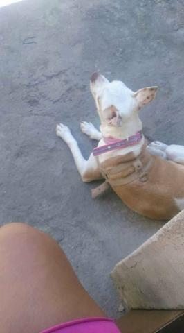 Doando uma cachorra pitibull misturada