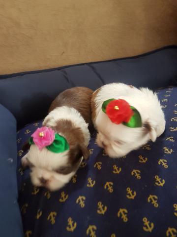 Shih tzu micrinho chocolate