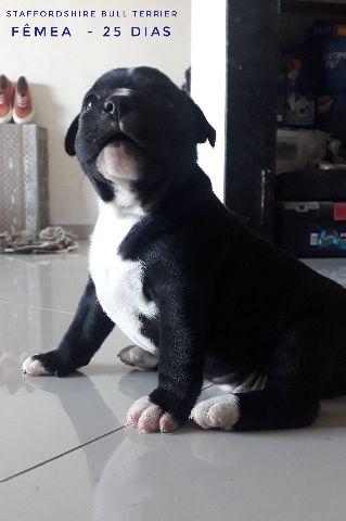 Staffordshire Bull Terrier