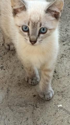 Doando gatinha fêmea!