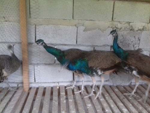 Pavão Spalding 2 Anos