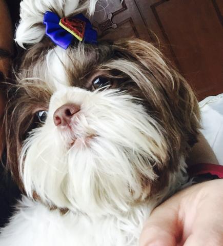 Shitsu Chocolate/Branco