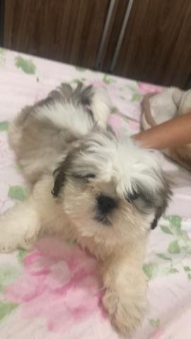 Vendo machinho Shitzu Oportunidade