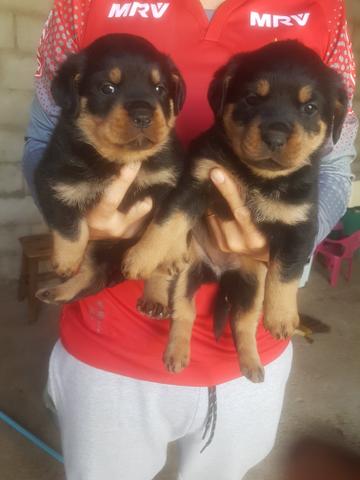 Cachorro rottweiler