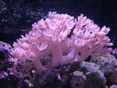 Muda Coral Soft Cloves Brown Aquário Marinho