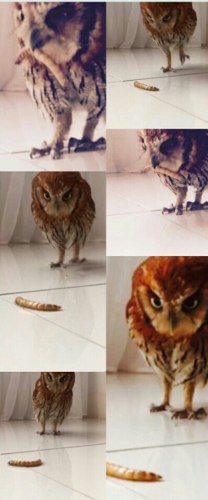 Não Envio Tenébrio Gigante Pote Com 100unidades Tamanho