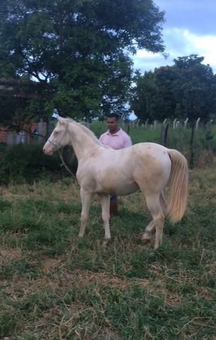 Potro Quarto de Milha PO