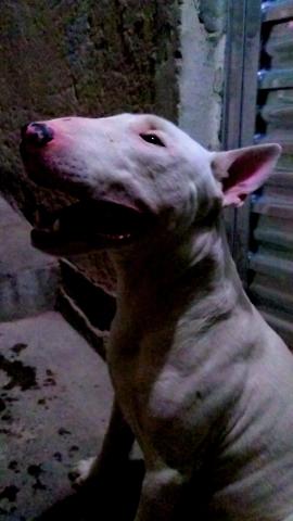 Procuro bull terrier femia pra cruza