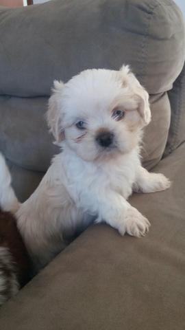 SHITZU macho disponível