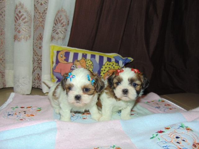 Shih tzu femeas em 12x