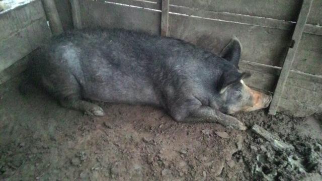 Vendo porca Grande