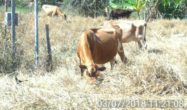 Vendo uma vaca Jersey bonita !