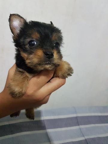 York Shire fêmea mini