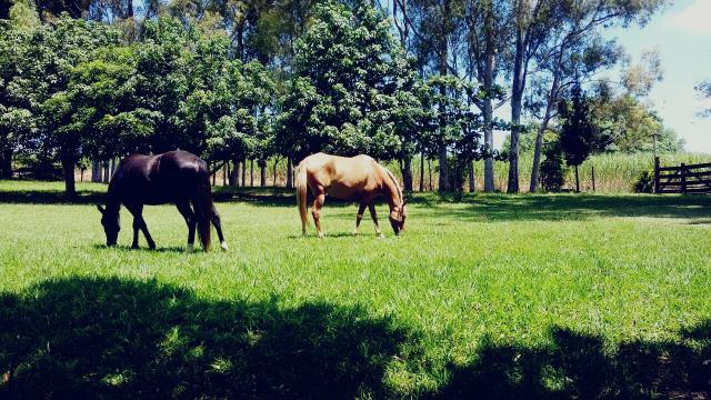 Égua Mangalarga Baia Amarilia(VENDO)