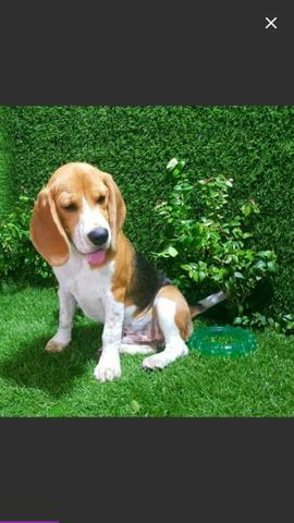 Beagle macho
