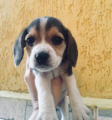 Lindos beagle,pedigree opcional