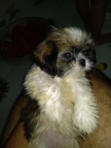 Shih tzu 2 meses