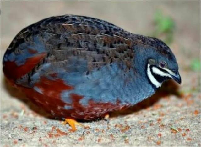 Vendo codorna chinesa