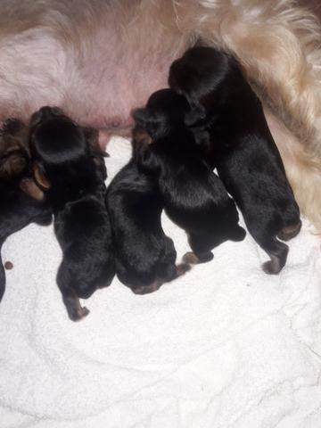 Yorkshaire mini femea